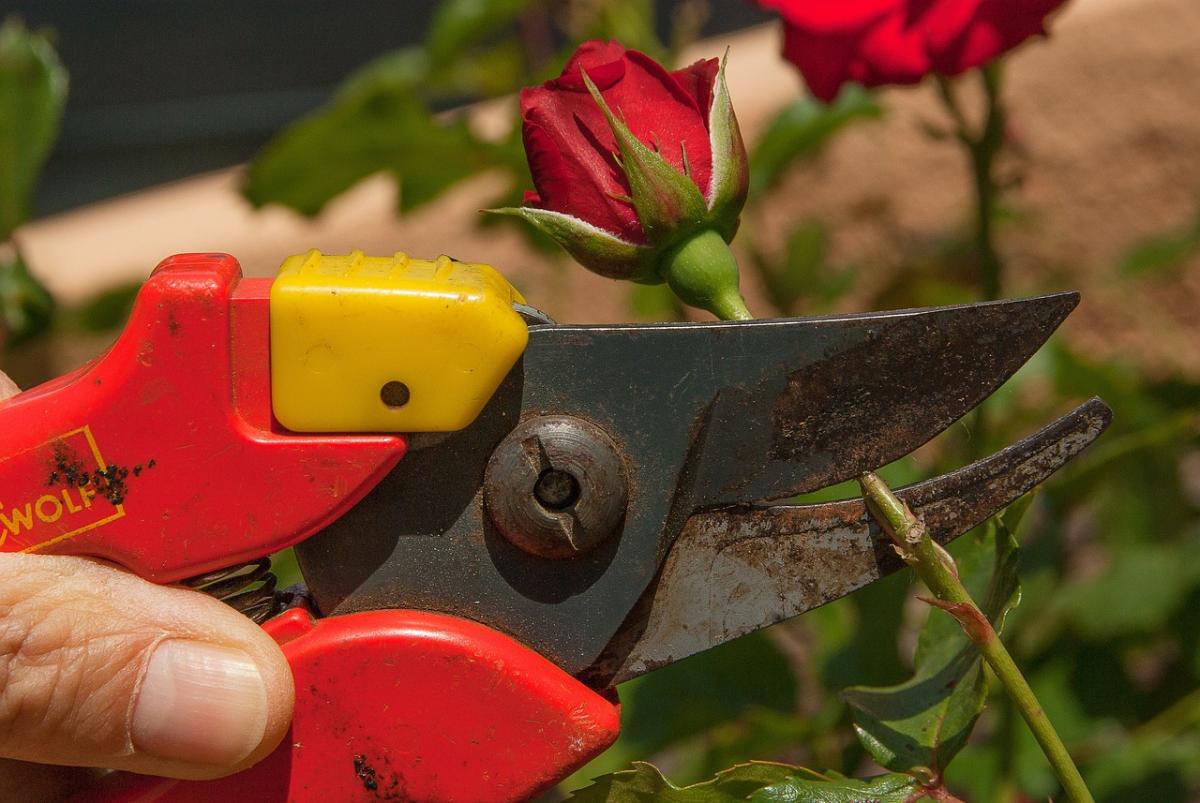 Quand couper un rosier pour favoriser sa floraison ?