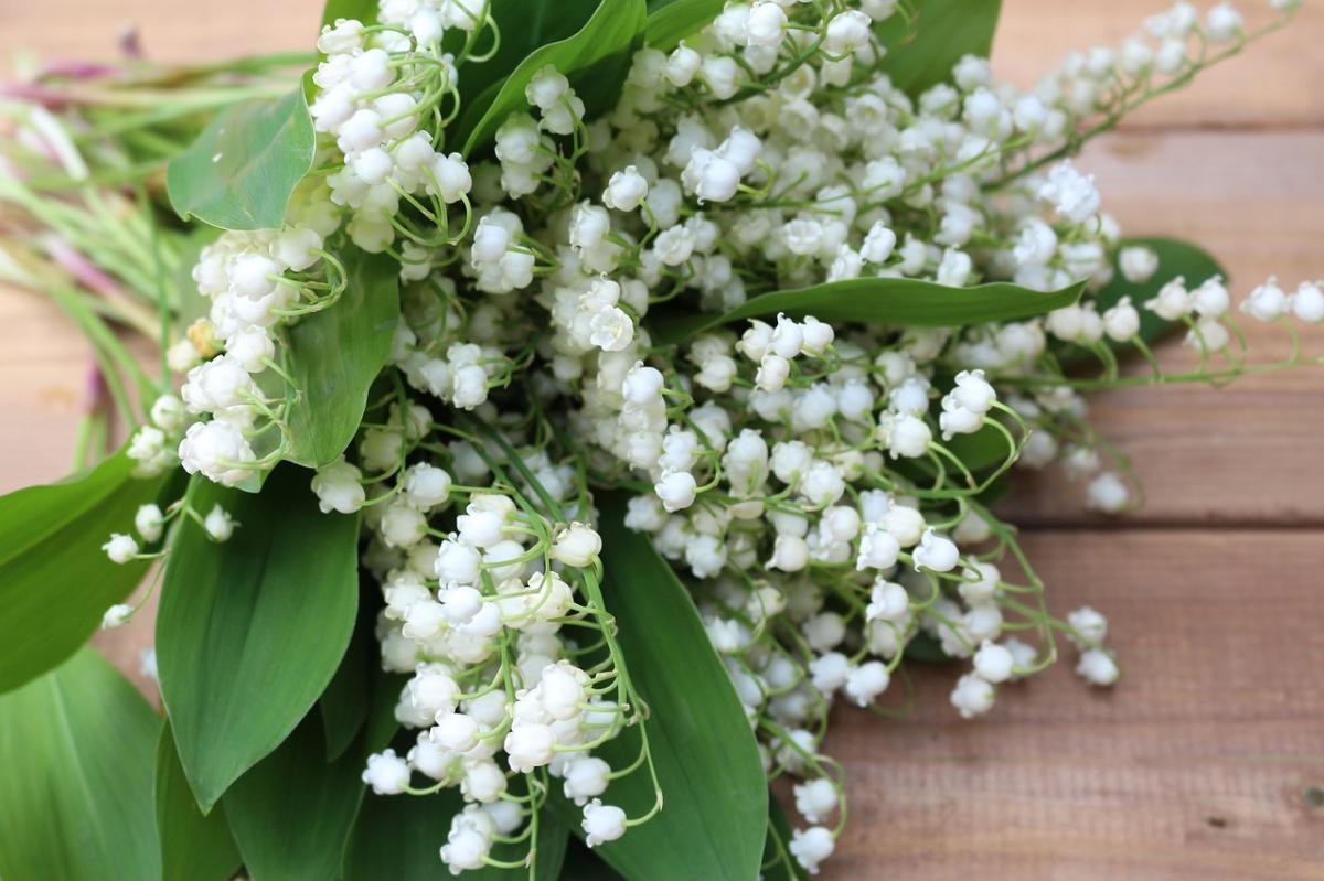 Les superstitions liées au muguet de mai