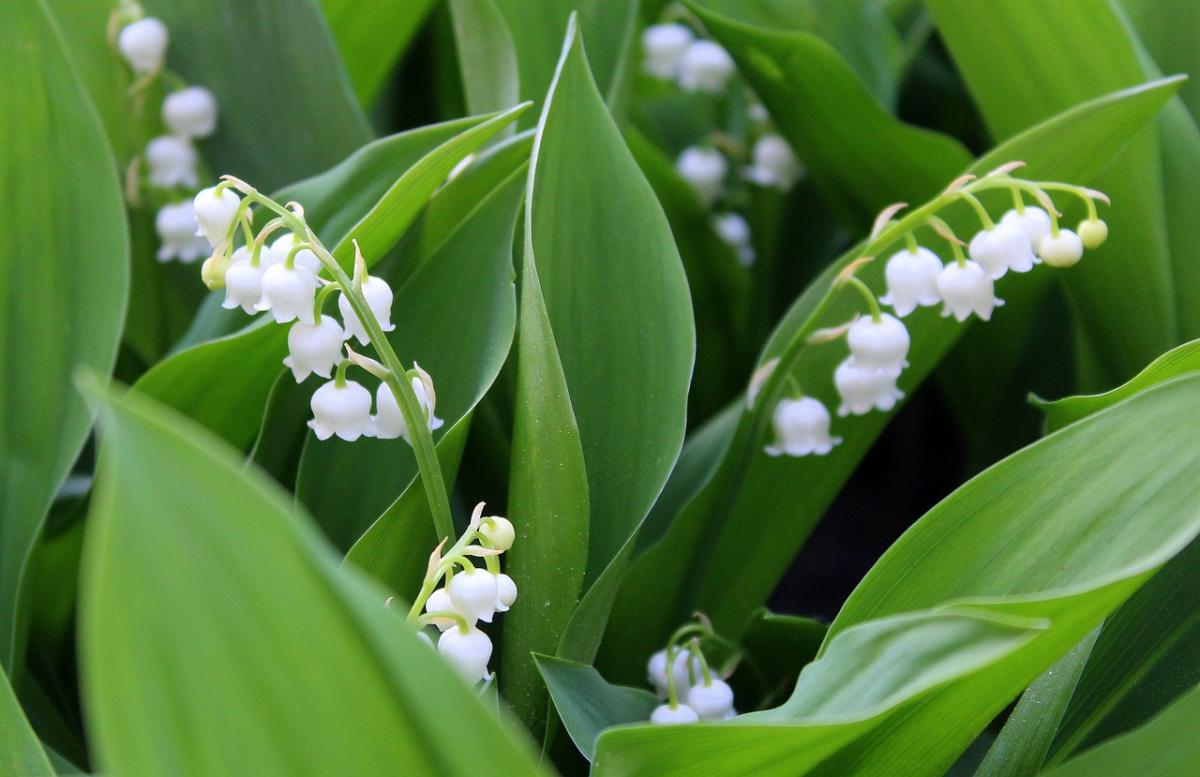 Les superstitions liées au muguet de mai