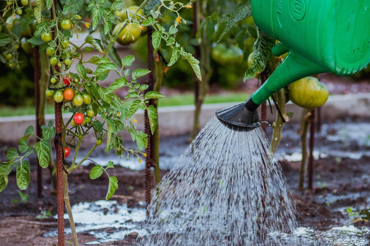 Combien de fois faut-il arroser son jardin chaque semaine ?