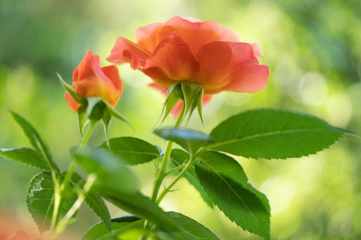 Quand couper un rosier pour favoriser sa floraison ?